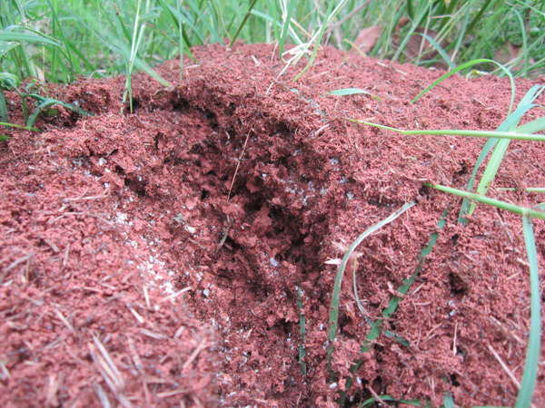 公園、社區(qū)、校園等公共場(chǎng)所進(jìn)行有效紅火蟻防制
